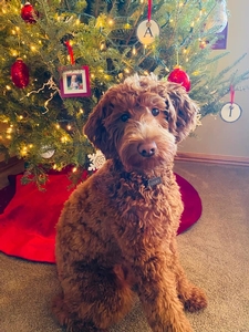 F1 Mini Goldendoodle Louey of Scout & Canyon